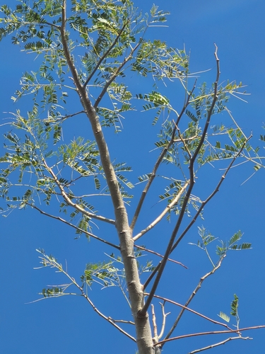 Foto de Timbaúba