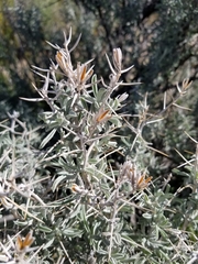 Tetradymia stenolepis