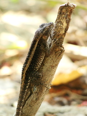 Sceloporus squamosus
