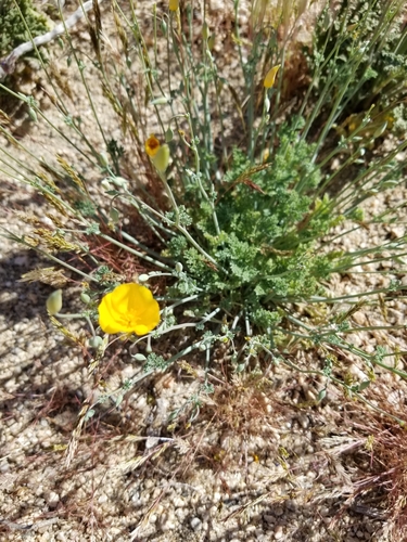 Image of Joshua Tree Poppy (Eschscholzia androuxii) by no rights reserved