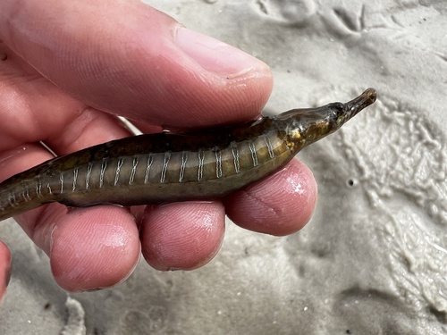 American Gulf Pipefish