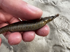 Gulf Pipefish photo 4