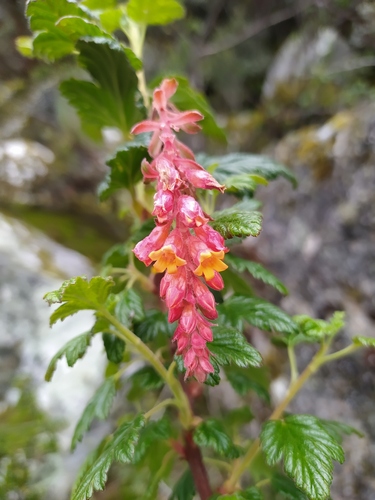 Ribes weberbaueri