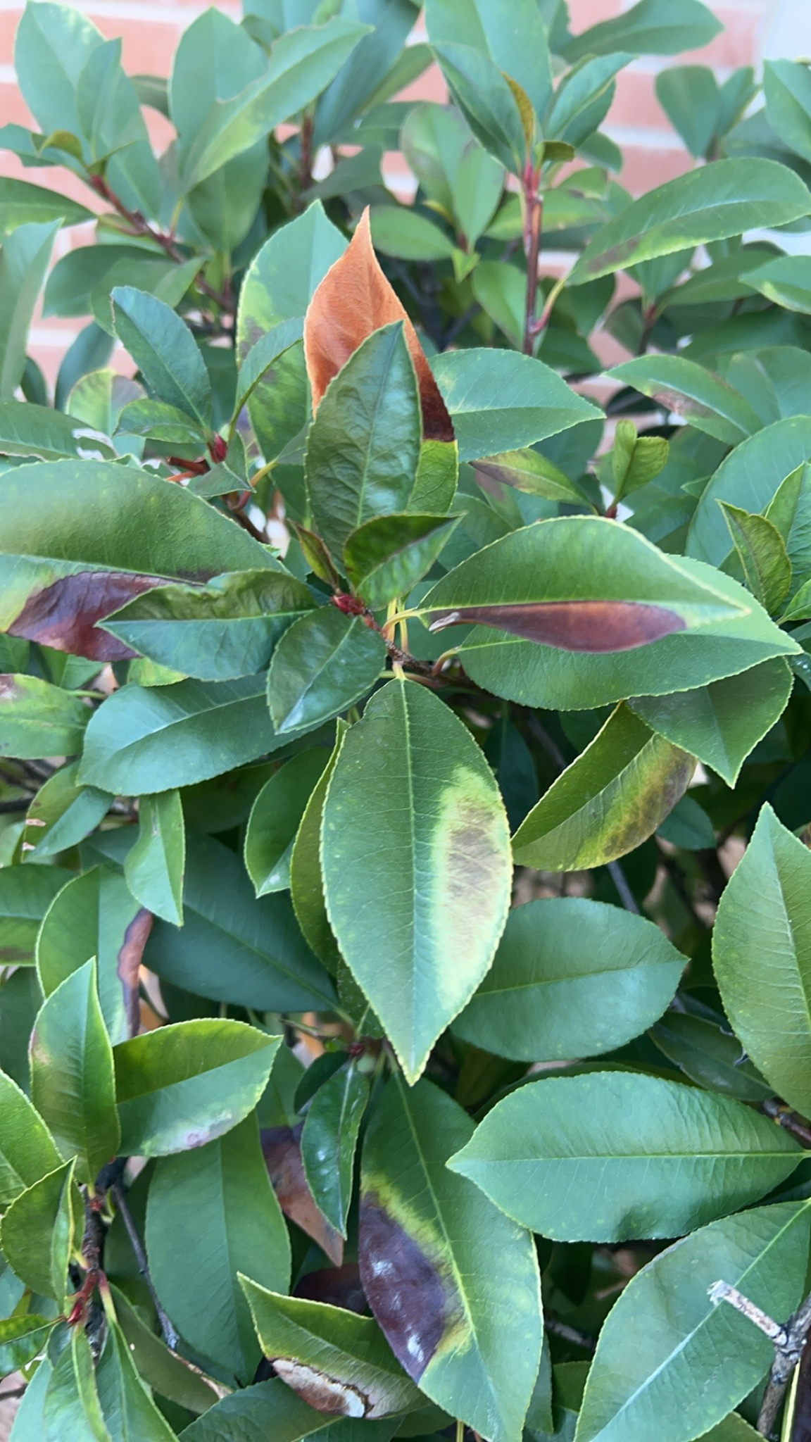 Imagem de Photinia x fraseri