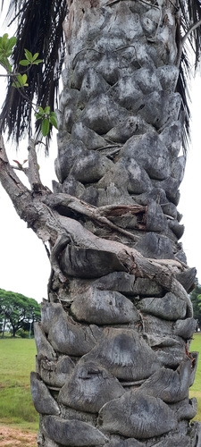 Foto de Figueira