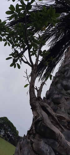 Foto de Figueira