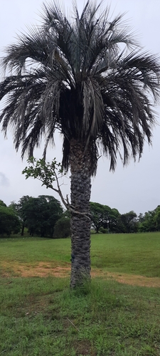 Foto de Figueira