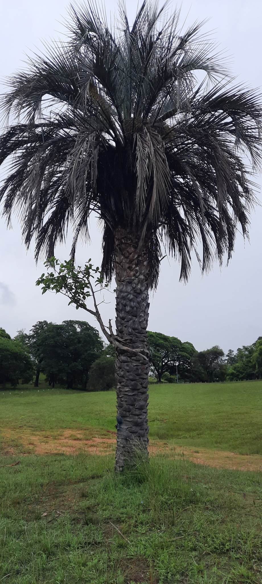 Imagem de Figueira