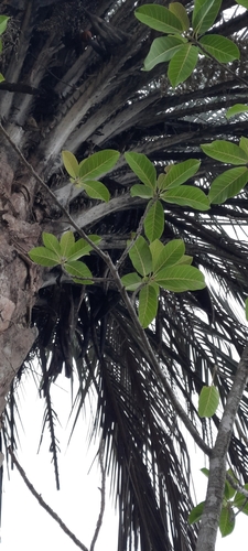Foto de Figueira