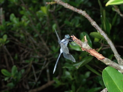 Orthetrum poecilops