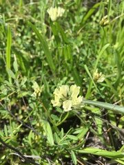 Astragalus breweri