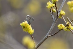Celastrina ladon