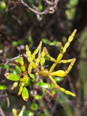 Korthalsella clavata