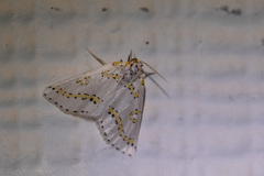 Philtraea paucimacula