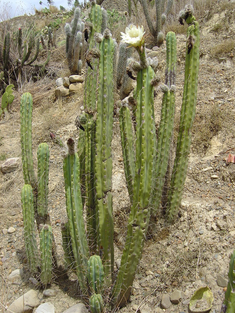 Bolivian torch cactus (Trichocereus bridgesii)  iNaturalist