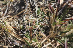 Coryphantha octacantha