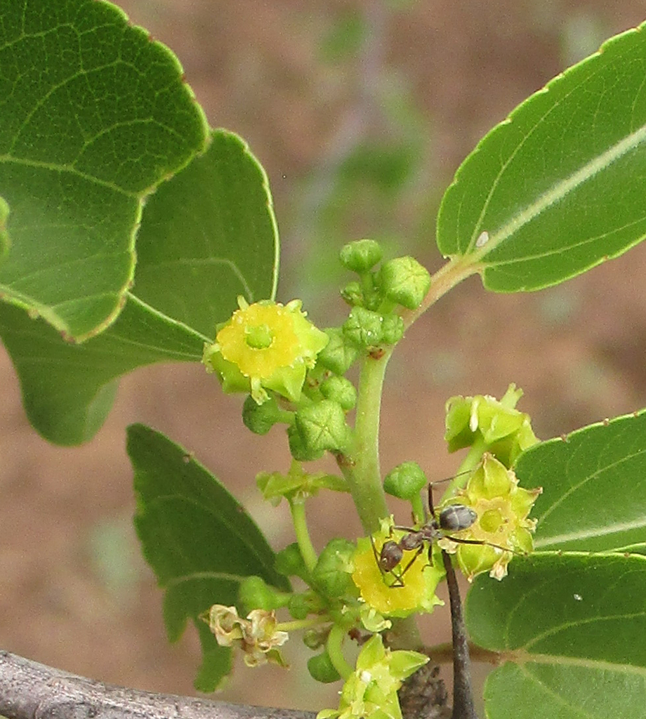 Buffalo Thorn