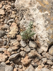 Cryptantha minima