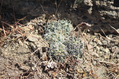 Coryphantha octacantha