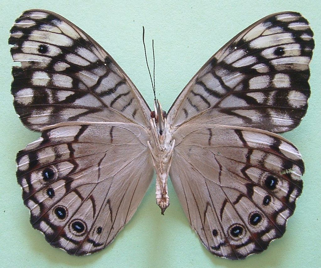 Black-patched Cracker