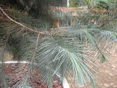 Pinus maximartinezii