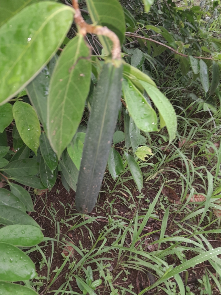 flowering plants from Tiwi NT 0810, Australia on January 9, 2024 at 11: ...