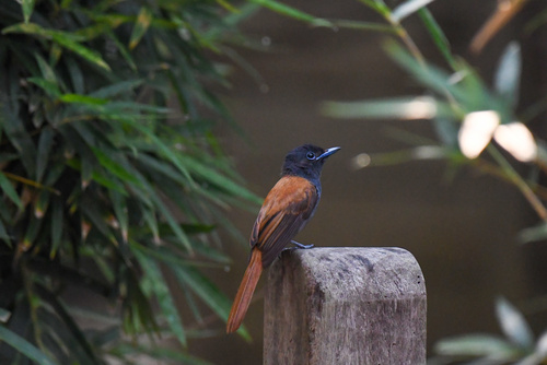 African Paradise-Flycatcher