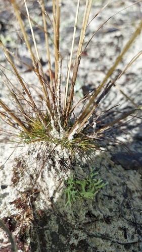 Image of Bulbostylis warei by (c) Athena Philips, some rights reserved (CC BY)