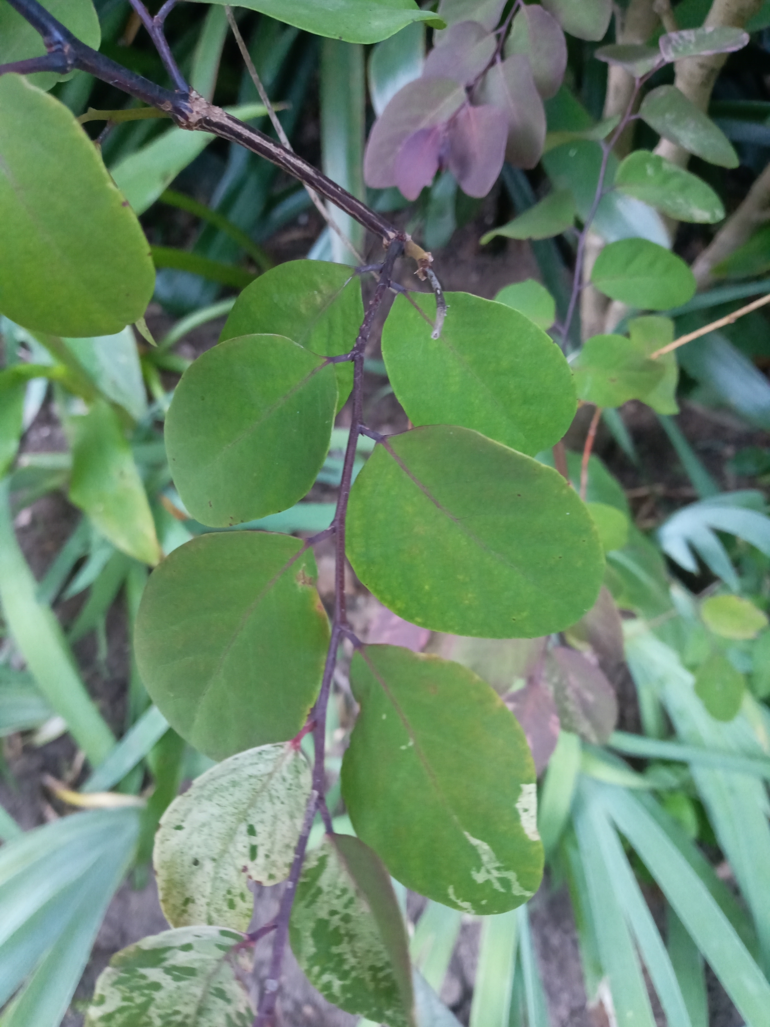 Imagem de Planta-fita