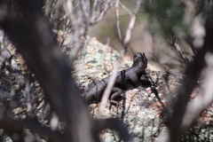 Sceloporus orcutti