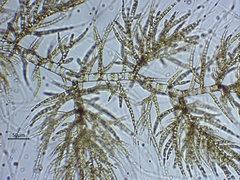 Draparnaldia glomerata