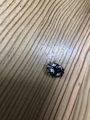 Protaetia aurichalcea