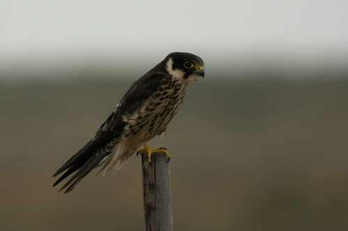 Faucon hobereau, jeune