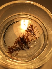 Vertebrata lanosa