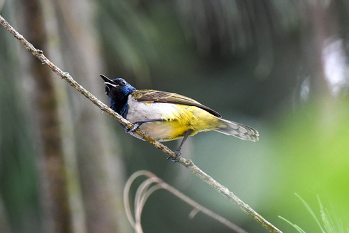 Reichenbach's Sunbird
