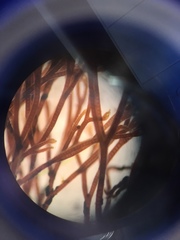 Vertebrata lanosa