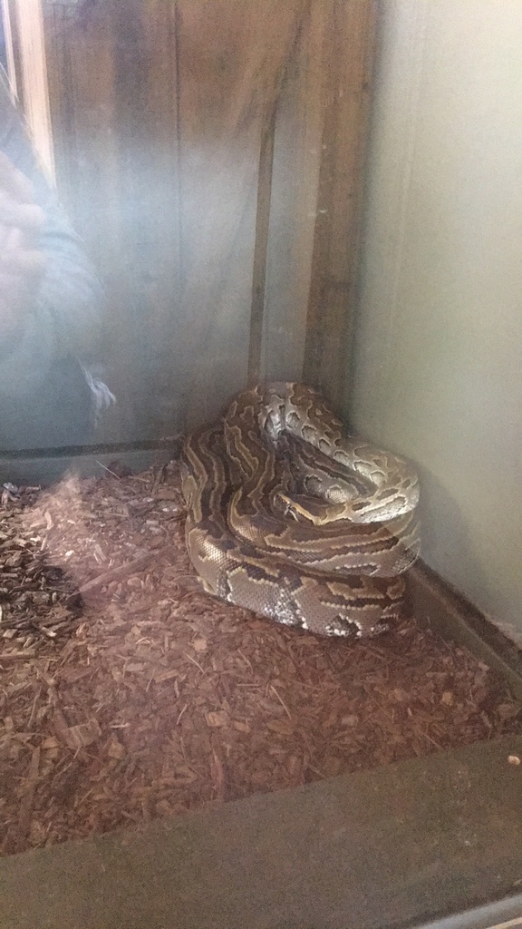 african rock python eating a crocodile        
        <figure class=