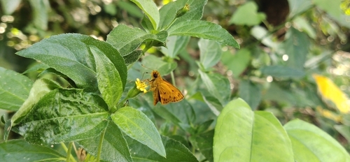 Common Dartlet