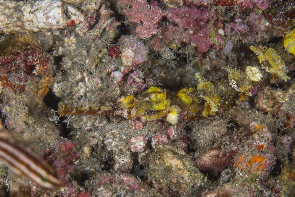 Ornate Pipefish