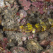 Winged Pipefish - Photo (c) Mark Rosenstein, some rights reserved (CC BY-NC), uploaded by Mark Rosenstein