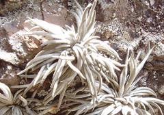 Tillandsia virescens