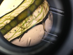 Rhizoclonium tortuosum