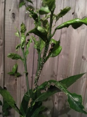 Heraclides cresphontes