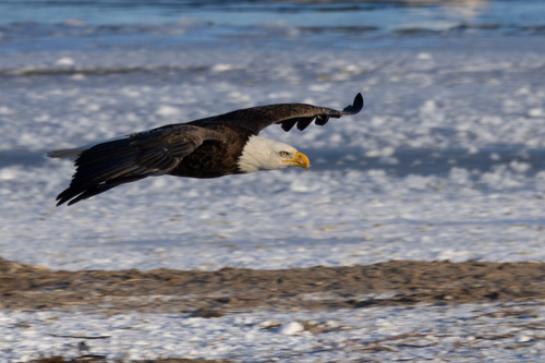 Bald Eagle photographed in Nebraska