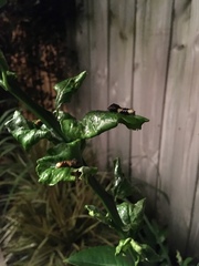 Heraclides cresphontes