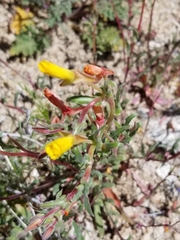 Camissoniopsis pallida