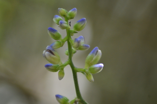 Foto de Ginger-azul