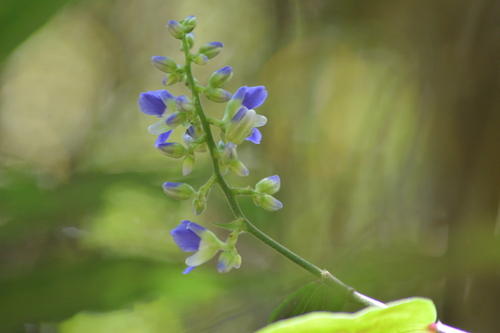 Foto de Ginger-azul