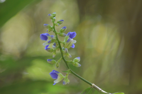 Foto de Ginger-azul