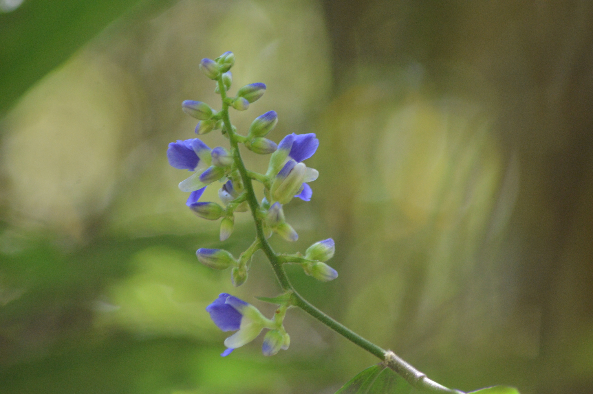 Imagem de Ginger-azul